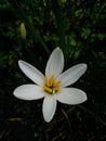 White rain lily with Amber coloured anthers