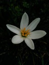 White rain lily with Amber coloured anthers