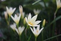 White rain Lily