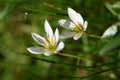 White rain lily flowers. Royalty Free Stock Photo