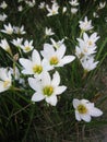 White rain lily flowers.