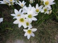 White rain lily flowers.