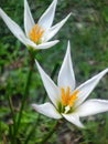 White rain lily morning bloom