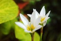 White rain lily, white zephyr lily, Zephyranthes candida Royalty Free Stock Photo