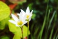 White rain lily, white zephyr lily, Zephyranthes candida Royalty Free Stock Photo