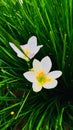 White Rain Lily & x28;Zephyranthes Candida& x29; Royalty Free Stock Photo