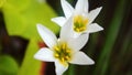 White rain lily, white zephyr lily, Zephyranthes candida Royalty Free Stock Photo