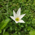 Lonely rain lily Royalty Free Stock Photo