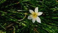 White Rain Lily or Zephyranthes candida Royalty Free Stock Photo