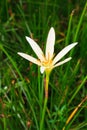 White rain lily, Zephyranthes candida Royalty Free Stock Photo