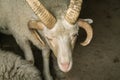 White ram with four horns in a paddock at the farm. Four horned Jacob sheep Royalty Free Stock Photo