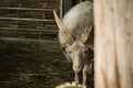 White ram with four horns in a paddock at the farm. Four horned Jacob sheep Royalty Free Stock Photo