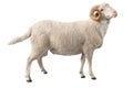 White ram isolated Royalty Free Stock Photo