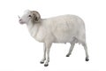 White ram isolated Royalty Free Stock Photo