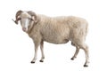 White ram isolated Royalty Free Stock Photo