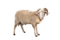 White ram isolated Royalty Free Stock Photo