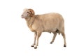 White ram isolated Royalty Free Stock Photo