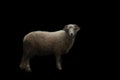 White ram isolated on black background. Royalty Free Stock Photo