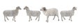 White ram and sheep isolated Royalty Free Stock Photo