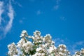 White rambling rose against blue sky. Royalty Free Stock Photo