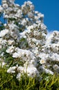 White rambling roses background shallow focus Royalty Free Stock Photo