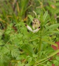 White ramping fumitory Royalty Free Stock Photo