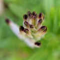 White ramping fumitory closeup