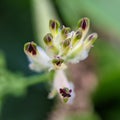 White ramping-fumitory flowers