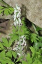 White Ramping Fumitory