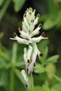 White Ramping-fumitory