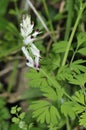 White Ramping-fumitory