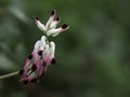 White ramping fumitory plant Royalty Free Stock Photo
