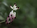 White ramping fumitory plant