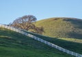 A white ranch fence is running diagonally up a green grass hillside