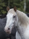 White ranch horse, Wyoming