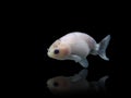 White Ranchu goldfish swiming with reflection on a black background with copy space isolated