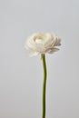 White ranunculus flower on a gray background Royalty Free Stock Photo