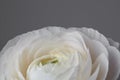 Close-up of a beautiful white ranunculus flower on a gray background Royalty Free Stock Photo