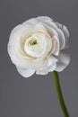 White ranunculus flower on a gray background