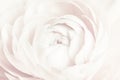 White ranunculus flower macro photography Royalty Free Stock Photo