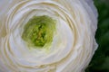 White ranunculus