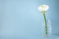 White ranunculus in vase against pastel blue background, beautiful spring flower, vintage card, copy space for text Royalty Free Stock Photo