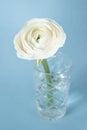 White ranunculus in vase against pastel blue background, beautiful spring flower, vintage card, vertical Royalty Free Stock Photo