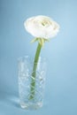 White ranunculus in vase against pastel blue background, beautiful spring flower, vintage card, vertical Royalty Free Stock Photo