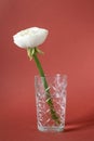 White ranunculus in vase against red brown background, beautiful spring flower, vintage card, vertical Royalty Free Stock Photo