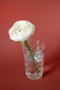 White ranunculus in vase against red brown background, beautiful spring flower, vintage card, vertical Royalty Free Stock Photo