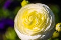White Ranunkel in spring, fresh , blossom, flower Royalty Free Stock Photo