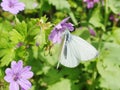White rare butterfly nectar flower