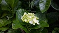 White Rare Flower in the Forest