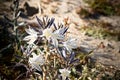 White rare, illusive desert lily close up of Ajo Lily Hesperocallis undulata , Sonora desert, Anza-Borrego State park